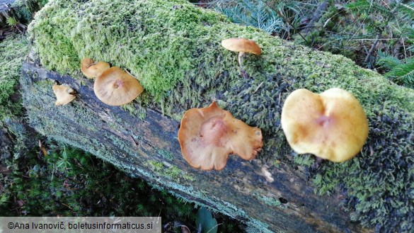 Pholiota astragalina