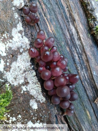 Mycena haematopus