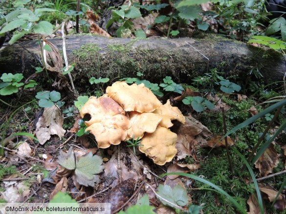 Cantharellus amethysteus