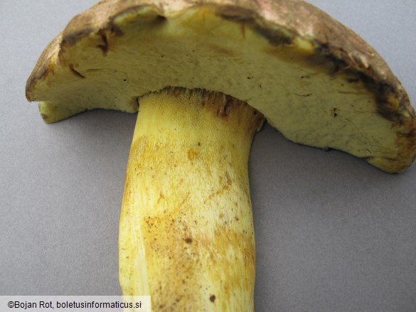 Butyriboletus roseogriseus