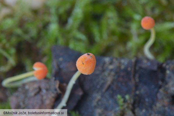 Mycena acicula