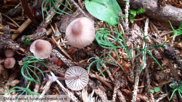 Mycena haematopus