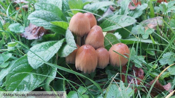 Coprinellus micaceus