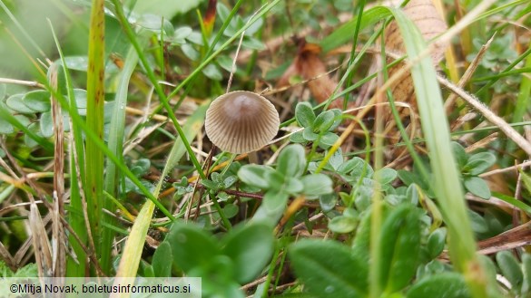 Mycena leptocephala