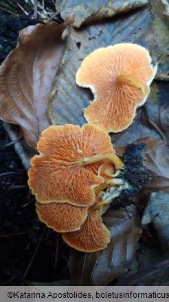 Hygrophoropsis aurantiaca