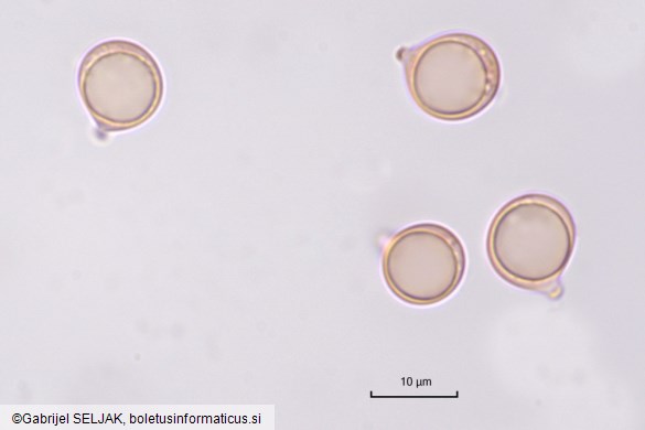 Amanita submembranacea