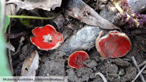 Sarcoscypha coccinea