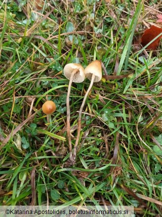 Psilocybe semilanceata f. sterile