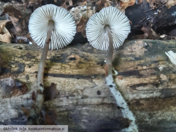 Mycena cinereopileata