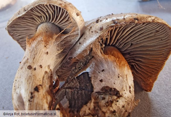 Cortinarius infractus