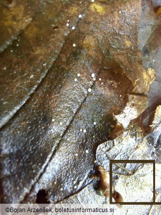 Apiognomonia hystrix