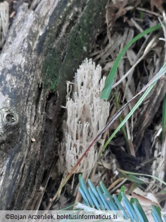 Artomyces pyxidatus