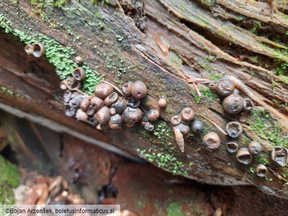 Lycogala epidendrum