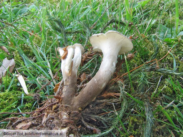 Polyporus melanopus