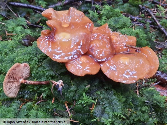 Kuehneromyces mutabilis