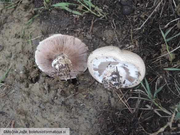 Agaricus bernardii