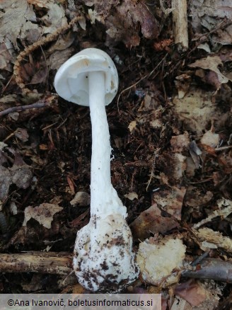 Amanita virosa