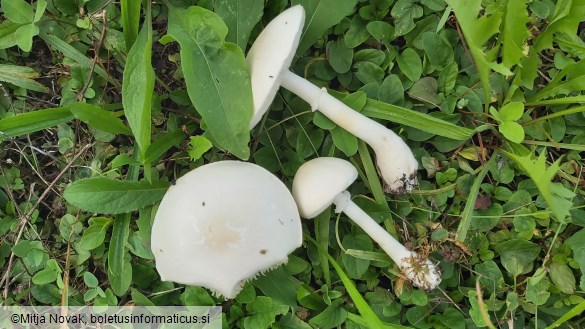 Leucoagaricus leucothites