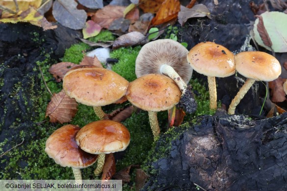 Pholiota carbonaria