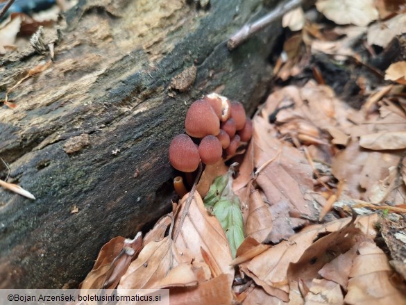 Mycena renati