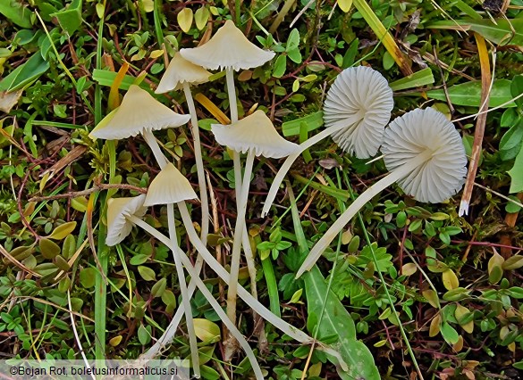 Atheniella flavoalba