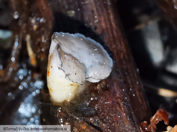 Cudoniella tenuispora