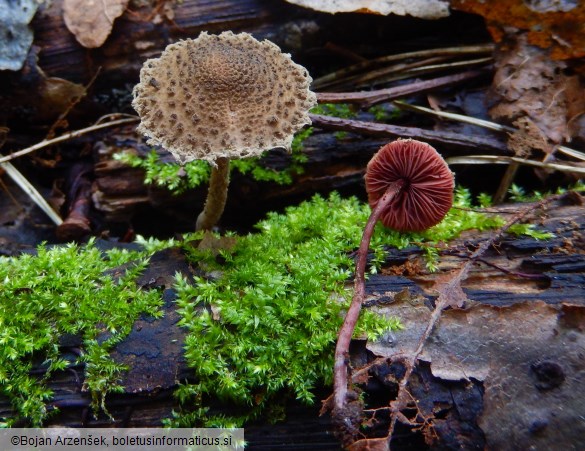 Melanophyllum haematospermum