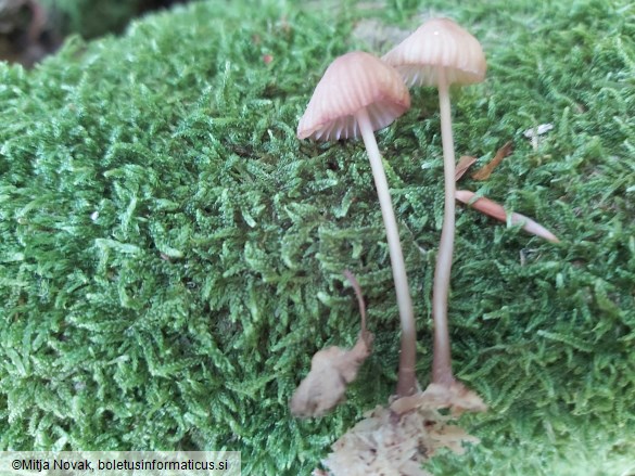 Mycena sanguinolenta