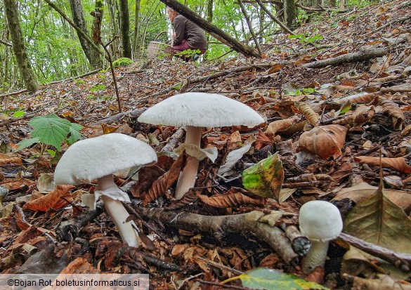 Agaricus sylvicola
