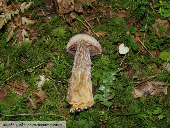 Cortinarius traganus