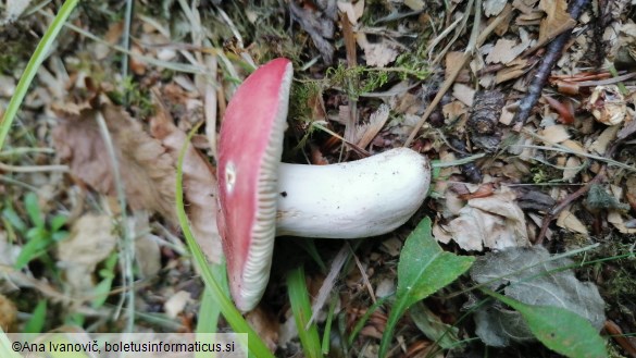 Russula lepida