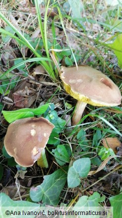 Boletus subtomentosus