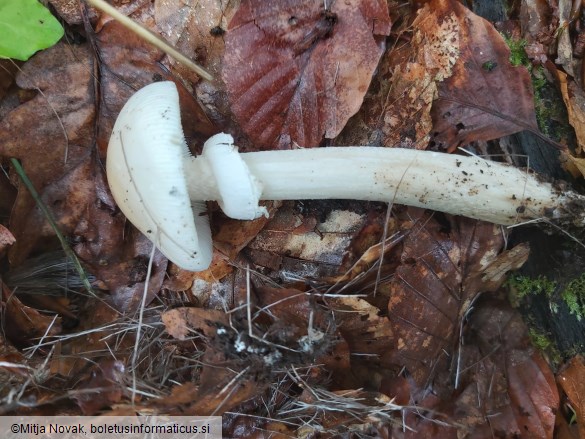 Amanita eliae