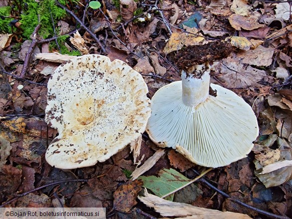 Russula delica