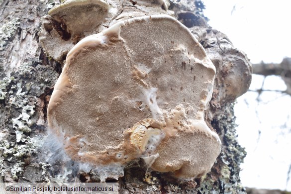 Phellinus pomaceus