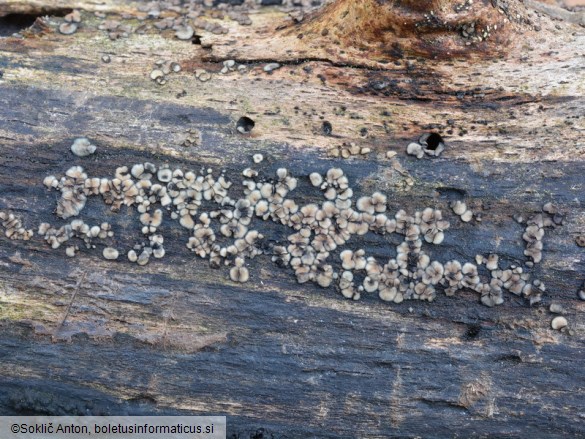 Mollisia melaleuca