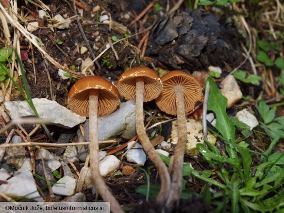 Conocybe nemoralis