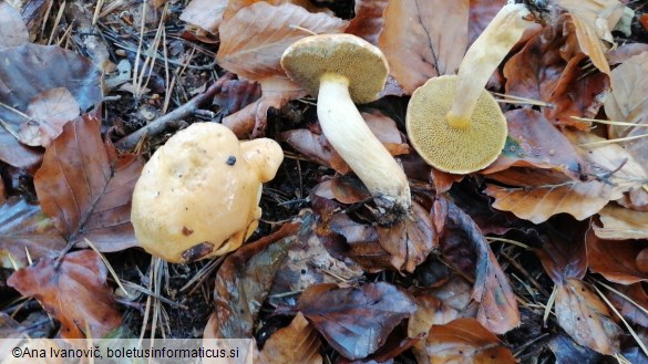 Suillus bovinus