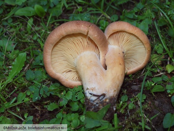 Lactarius helvus