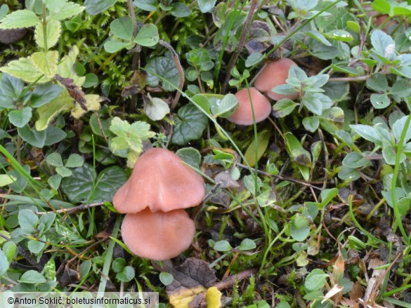 Entoloma catalaunicum