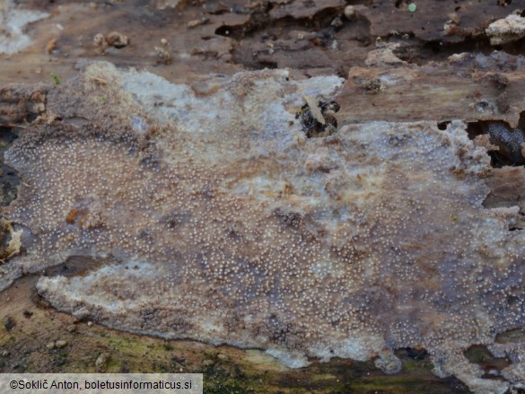 Resinicium bicolor