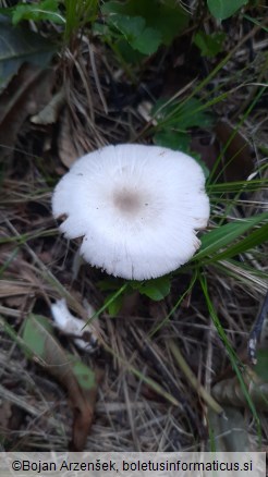 Volvariella murinella