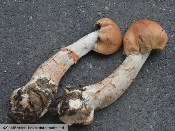 Cortinarius armillatus