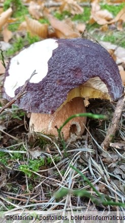 Boletus pinophilus