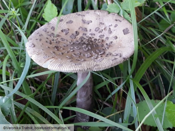 Amanita ceciliae