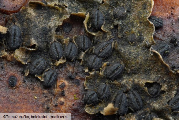 Hysterographium fraxini