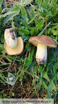 Suillus granulatus