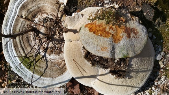 Trametes gibbosa