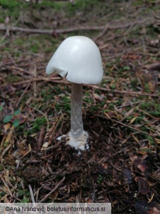 Amanita virosa