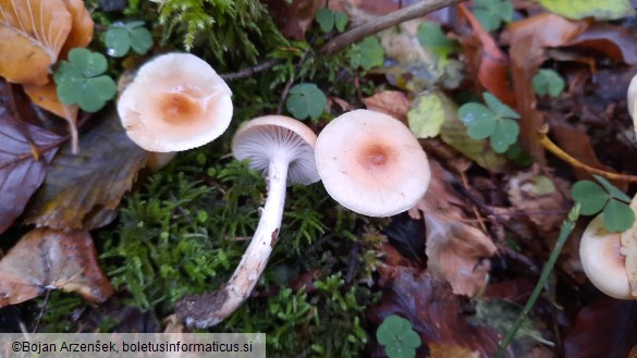 Hygrophorus discoideus